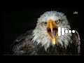Bird Machine Ringtone Bird Machine Ringtone Remix MAHIEDITS Bird Machine Ringtone Bird Machine