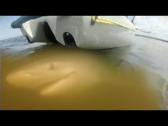 My First Big Shark from the Kayak
