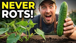 Cucumber Companion Planting: The #1 Plant That KEEPS Cucumber Rot Away