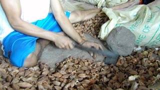 Processing the Pili Nut from shell