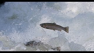 preview picture of video 'Fishing Jumping the Rapids in Vermont'