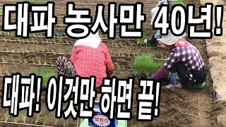 대파 이렇게 하면 이번 년 대파 농사 끝! 심는 방법부터 병충해 방지하는 방법까지!