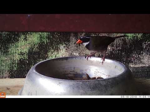 Orange-billed Sparrow
