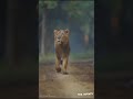 The Lion King Attitude Walk Status King Whatsapp Status Lion Attitude Youtube Shorts Video