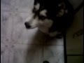 Sayen Pidiendo Comida Wmv