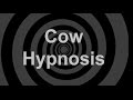 Cow Hypnosis