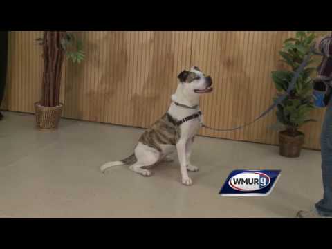 Adopt This Pet: Nevaeh