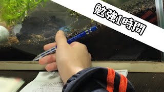 【勉強動画】💪1時間