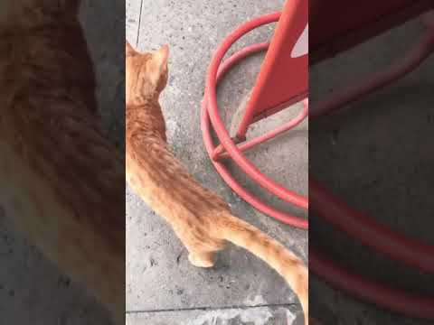 Ufff that tail ✨🥺#shorts