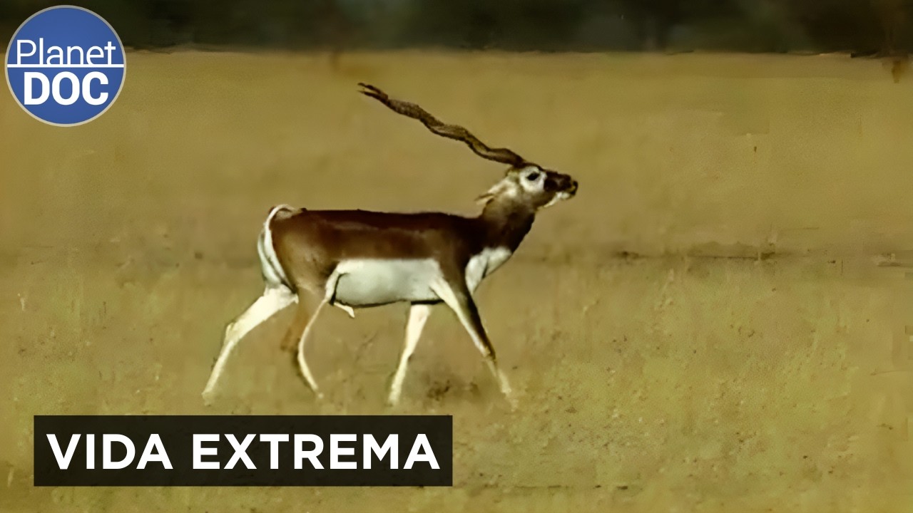 El Desierto de Sal de la India: así sobreviven sus criaturas únicas | Planet DOC