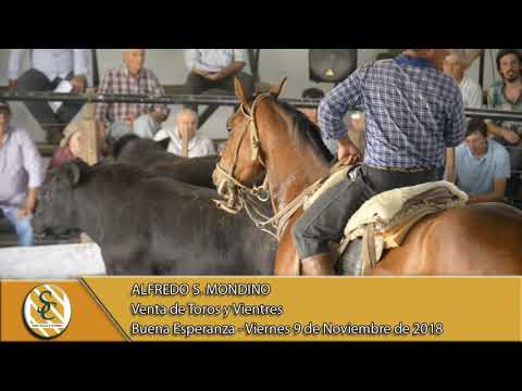 09-11-18 Venta de Toros y Vientres - Alfredo S. Mondino - Buena Esperanza
