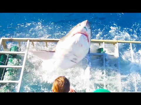 Great White Shark Cage Breach Accident