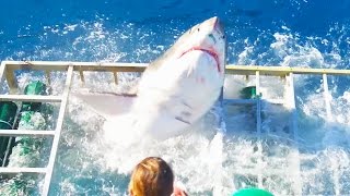 Great White Shark Cage Breach Accident