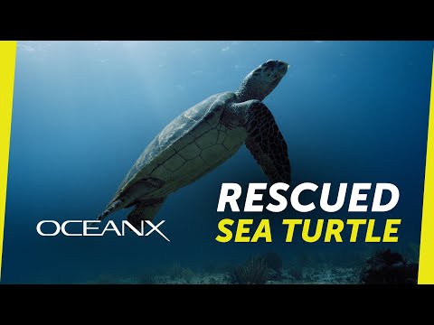 Saving a Sea Turtle in Indonesia