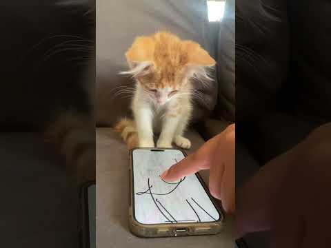 Nacho - Juli/August 2024