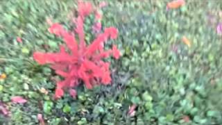 OZARK MOUNTAIN DAREDEVILS Probably Always Will