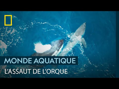 Violente attaque d'une orque sur un grand requin blanc