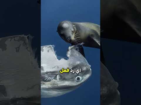 الغباء في مملكة الحيوان...