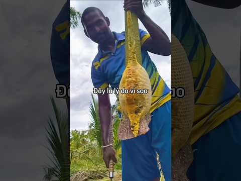 Đây là lí do vì sao mọi người dần ngừng ăn mật ong 😲