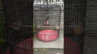 Download lagu murai batu full isian jalak suren‼️ #muraibatu #muraibatugacor #shorts #short #shortvideo mp3 Download lagu murai batu full isian jalak suren‼️ #muraibatu #muraibatugacor #shorts #short #shortvideo mp3