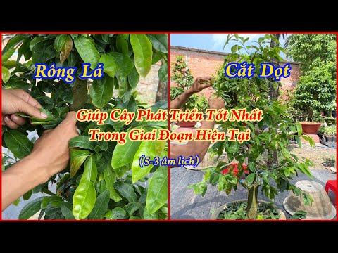 Rông Lá + Cắt Đọt. Giúp Cây Phát Triển Tốt Nhất Trong Giai Đoạn Hiện Tại - Mai Đa Phúc Duy Hiếu