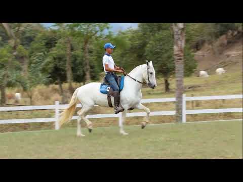 LOTE 16 ANIMAIS   Elite do MZC