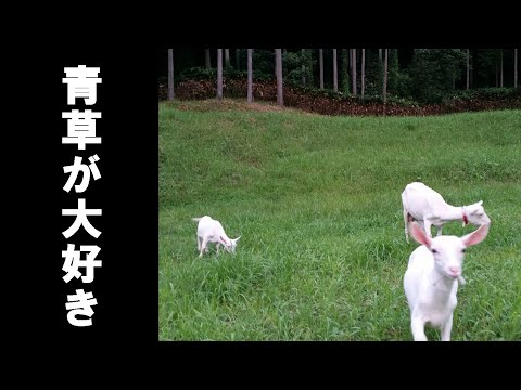 ヤギは何を食べるの?