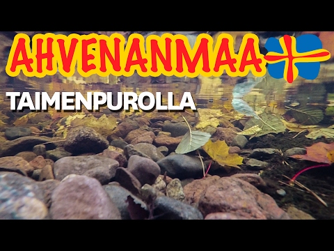 Peltsi esittelee taimenen kutupuron Ahvenanmaalla