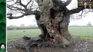 The History and Importance of Trees in Stonehouse