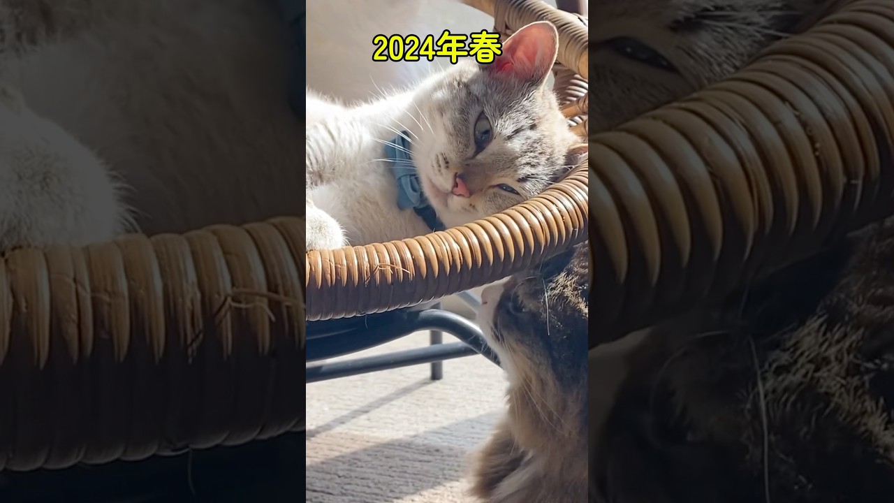 元野良猫くうと先住猫ロッケ｜3年目｜幸せな春を迎えることができました