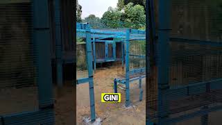 Download lagu DIY Reban Ayam #tukangkayu #tukang #cchannel #diy mp3