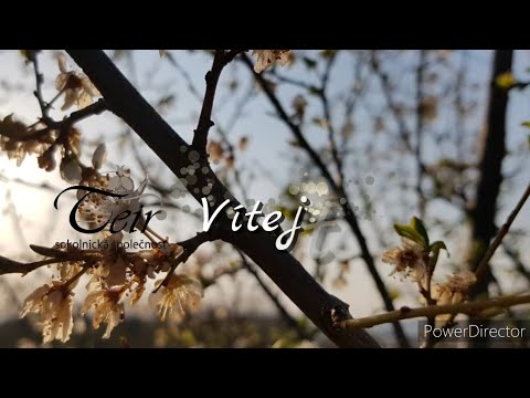 Sokolnictví, dravci Teir