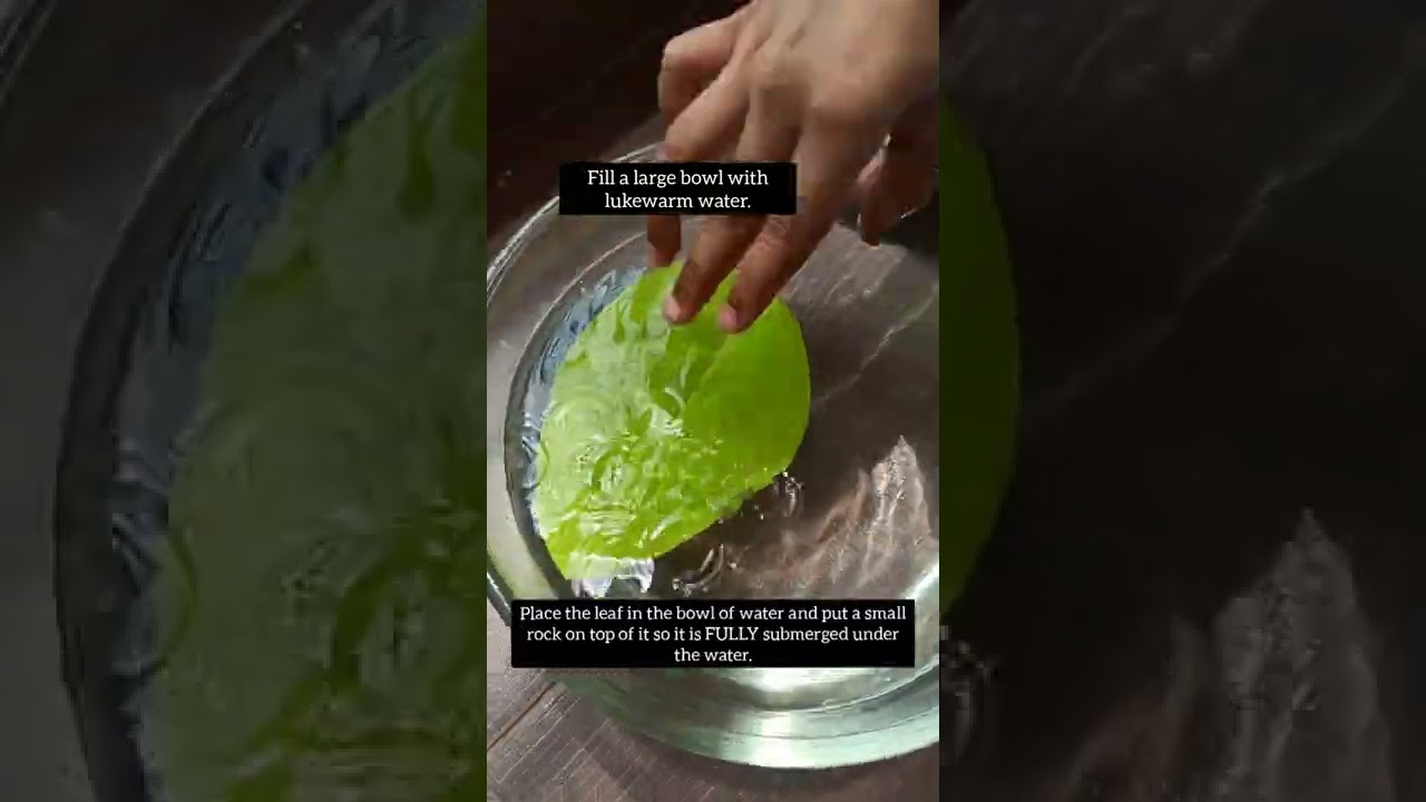 How do leaves breathe ☘️ | Simple Science Experiment