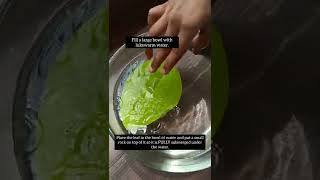 How do leaves breathe ☘️ | Simple Science Experiment