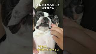 フレブルの好きなところ３選#shorts