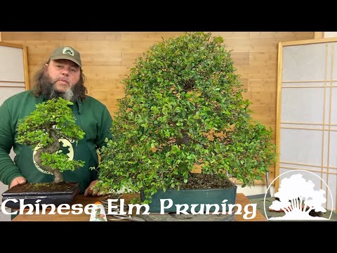 Pruning Chinese Elm Bonsai! - Greenwood Bonsai