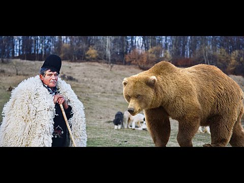 UN URS A MANCAT PICIORUL CIOBANULUI DODE - LA STANA LUI CIOCAN -  POVESTI SOCANTE DIN TRANSHUMANTA !