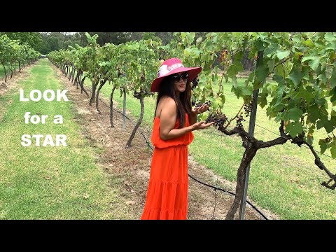 Vlog 356 - Look For A Star  (Garry Miles 1960)