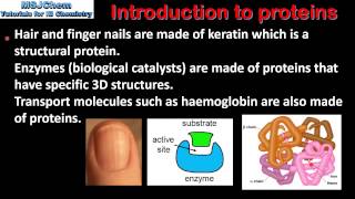 Download the video "B.2 Introduction to proteins (SL)"
