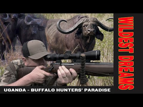 Uganda_A Buffalo Hunters' Paradise