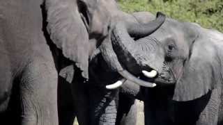 preview picture of video 'Elephants - Chobe River, Botswana'