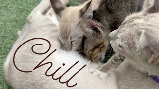 【Short】タイで猫と、おChill休み。