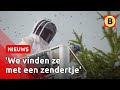 Zo wordt een NEST van Aziatische HOORNAARS WEGGEHAALD | Omroep Brabant