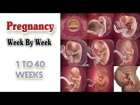 Pregnancy Week By Week 1 41 Weeks Fetal Developments