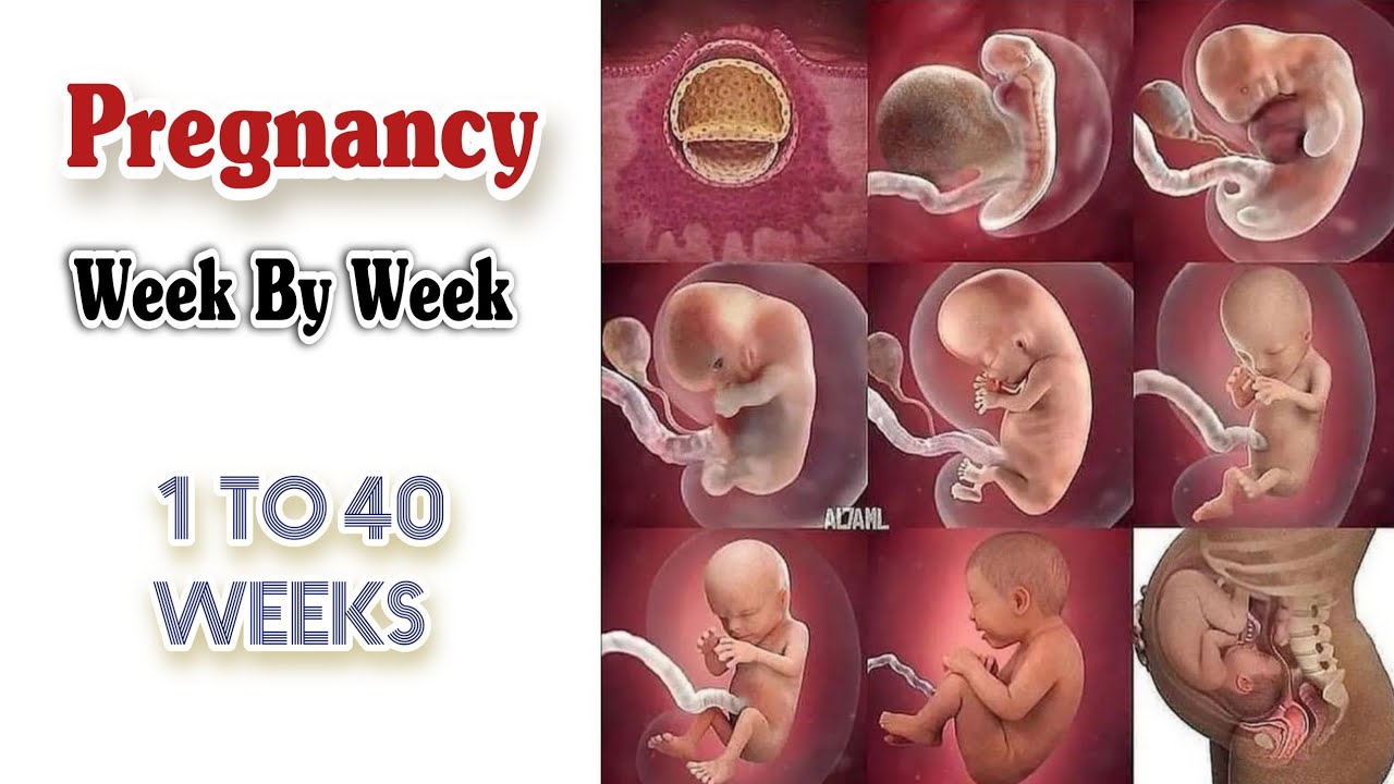 Pregnancy Health Guide Video