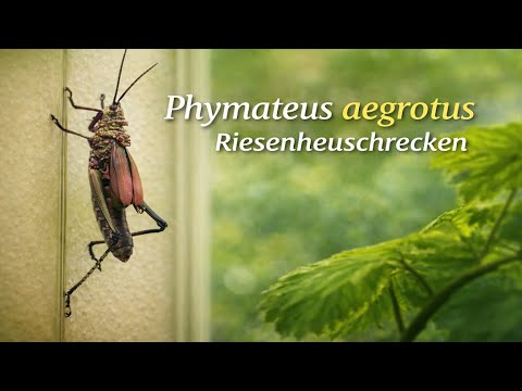 Haltung von Phymateus aegrotus / Riesenheuschrecken