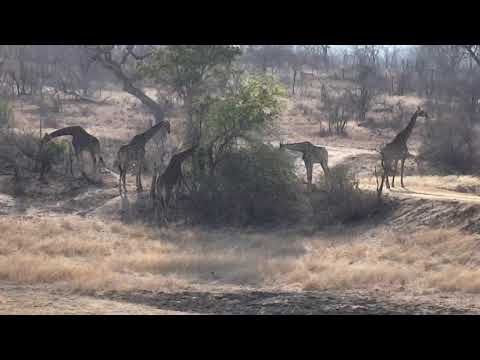 Djuma: Group of five Giraffes - 07:58 - 09/19/18
