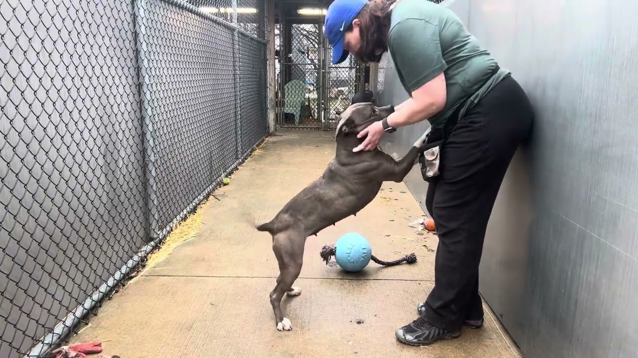 Enlarge Boots, a ADOPTABLE Pit Bull Terrier in Chicago, IL video 5/5