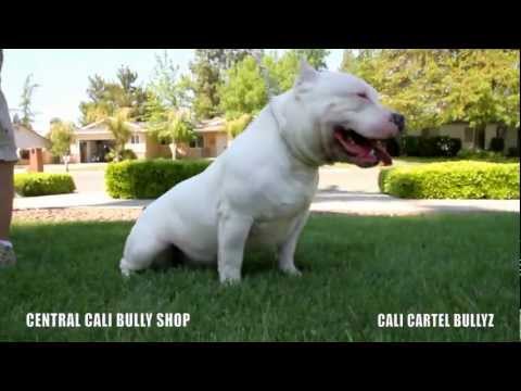 FROSTY DA SNOWMAN - Cali Cartel Bullyz