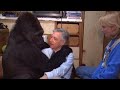 Koko The Gorilla Meets Mister Rogers Mr McFeely Interview